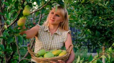 Bahçeden armut toplayan bir kadın. Seçici odaklanma. Doğa.