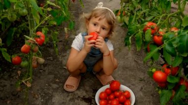 Çocuk bahçede domates toplayıp yiyor. Seçici odaklanma. Doğa.