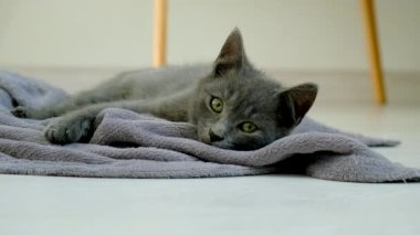 Evde oynayan kedicikler. Seçici odaklanma. Hayvan..