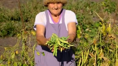 Fasulye bahçesinde hasat yapan bir büyükanne. Seçici odaklanma. Doğa.