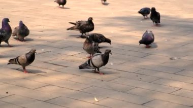 Yazın parkta bir sürü güvercin olur. Seçici odaklanma. Doğa.