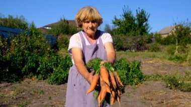 Bahçesinde havuç hasadı olan bir büyükanne. Seçici odaklanma. Doğa.