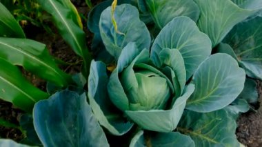 Bahçede lahana hasadı. Seçici odaklanma. Doğa.