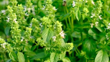 Bahçede fesleğen yiyen arılar. Seçici odaklanma. Doğa.