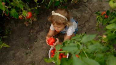 Çocuk bahçede domates toplayıp yiyor. Seçici odaklanma. Doğa.