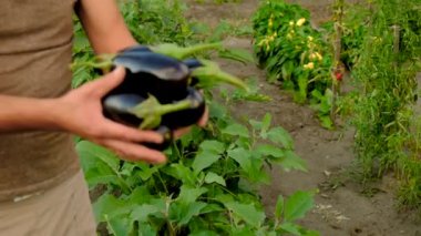 Çiftçi bahçede patlıcan topluyor. Seçici odaklanma. Doğa.