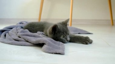 Evde oynayan kedicikler. Seçici odaklanma. Hayvan..
