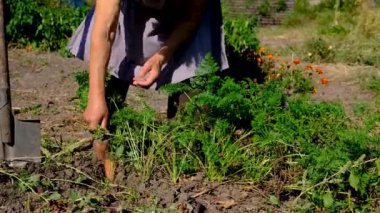 Bahçesinde havuç hasadı olan bir büyükanne. Seçici odaklanma. Doğa.