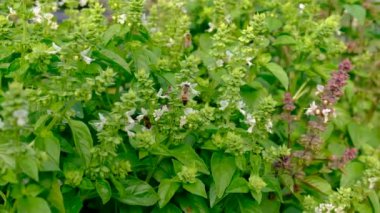 Bahçede fesleğen yiyen arılar. Seçici odaklanma. Doğa.