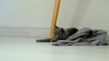 Evde oynayan kedicikler. Seçici odaklanma. Hayvan..