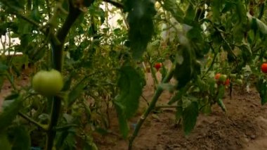 Çocuk bahçede domates toplayıp yiyor. Seçici odaklanma. Doğa.