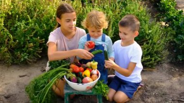 Bahçede sebze hasadı olan çocuk. Seçici odaklanma. Doğa.