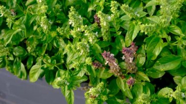 Bahçede fesleğen yiyen arılar. Seçici odaklanma. Doğa.