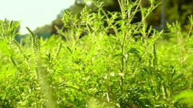 Ragweed tarlada yetişir. Seçmeli odaklanma. Doğa.