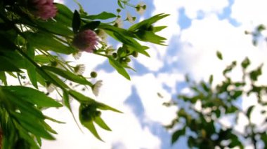 Gökyüzüne karşı yabani çiçekler. Seçici odaklanma. Doğa.