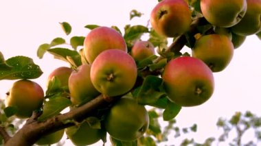 Meyve bahçesindeki bir ağaçta elma hasadı. Seçici odaklanma. Doğa.