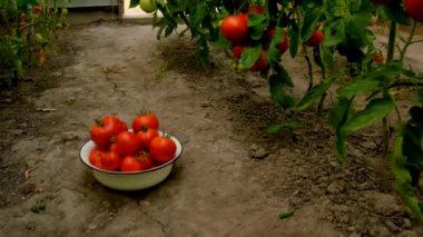 Çocuk bahçede domates toplayıp yiyor. Seçici odaklanma. Doğa.
