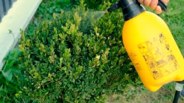 Boxwood 'u böceklere püskürtmek. Seçici odaklanma. Doğa.