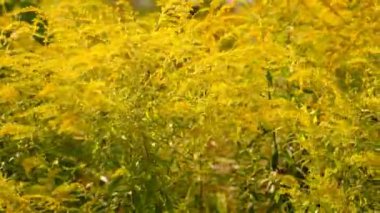 Ragweed tarlada yetişir. Seçmeli odaklanma. Doğa.