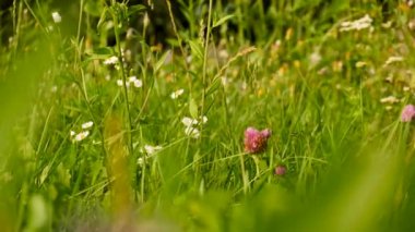 Yabani çiçekler ve çimenler. Seçici odaklanma. Doğa.