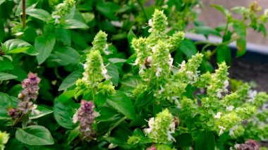 Bahçede fesleğen yiyen arılar. Seçici odaklanma. Doğa.