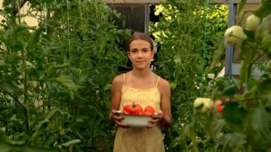 Çocuk bahçede domates toplayıp yiyor. Seçici odaklanma. Doğa.
