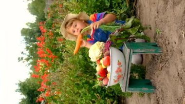 Bahçede sebze hasadı olan çocuk. Seçici odaklanma. Doğa.