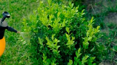 Boxwood 'u böceklere püskürtmek. Seçici odaklanma. Doğa.
