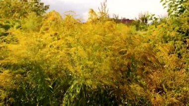 Ragweed tarlada yetişir. Seçmeli odaklanma. Doğa.