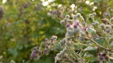 Tarlada yetişen Burdock. Seçici odaklanma. Doğa.