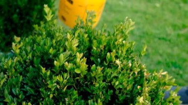 Boxwood 'u böceklere püskürtmek. Seçici odaklanma. Doğa.
