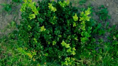 Boxwood 'u böceklere püskürtmek. Seçici odaklanma. Doğa.