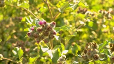 Tarlada yetişen Burdock. Seçici odaklanma. Doğa.