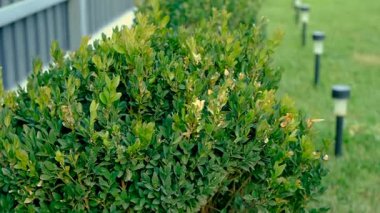 Boxwood 'u böceklere püskürtmek. Seçici odaklanma. Doğa.