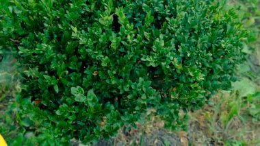 Boxwood 'u böceklere püskürtmek. Seçici odaklanma. Doğa.