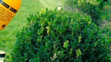 Boxwood 'u böceklere püskürtmek. Seçici odaklanma. Doğa.