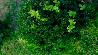 Boxwood 'u böceklere püskürtmek. Seçici odaklanma. Doğa.