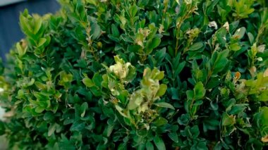 Boxwood 'u böceklere püskürtmek. Seçici odaklanma. Doğa.