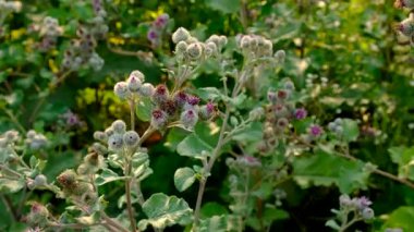 Tarlada yetişen Burdock. Seçici odaklanma. Doğa.