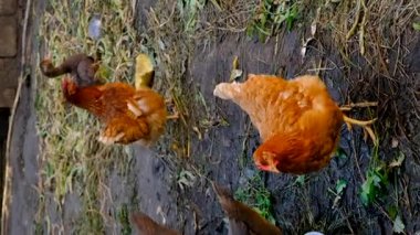 Çiftlikteki tavuklar ve ördekler. Seçici odaklanma. Doğa.