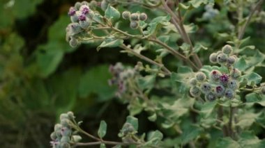 Tarlada yetişen Burdock. Seçici odaklanma. Doğa.