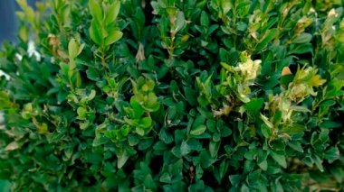 Boxwood 'u böceklere püskürtmek. Seçici odaklanma. Doğa.