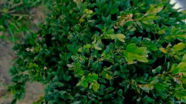 Boxwood 'u böceklere püskürtmek. Seçici odaklanma. Doğa.