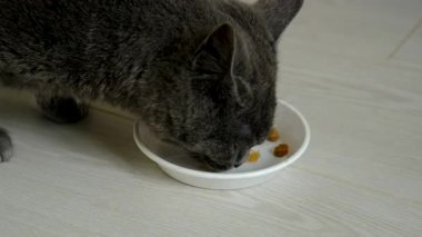 Kedi anne yemeği yiyor. Seçici odaklanma. hayvanlar.