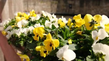 İbneler saksıda çiçek açar. Seçici odaklanma. Doğa.