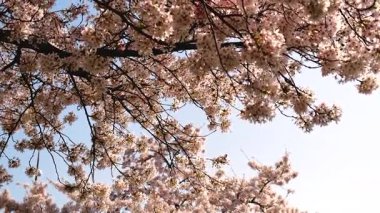 Bahçede çiçek açan ağaçlar. Seçici odaklanma. Doğa.