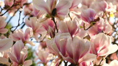 Magnolia bahçede çiçek açıyor. Seçici odaklanma. Doğa.