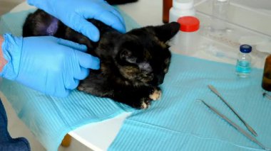 Veteriner klinikte bir kediyi tedavi ediyor. Seçici odaklanma. Hayvanlar.