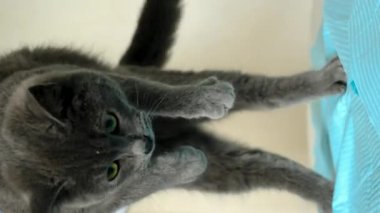 Veteriner klinikte bir kediyi tedavi ediyor. Seçici odaklanma. Hayvanlar.