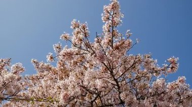 Bahçede çiçek açan ağaçlar. Seçici odaklanma. Doğa.